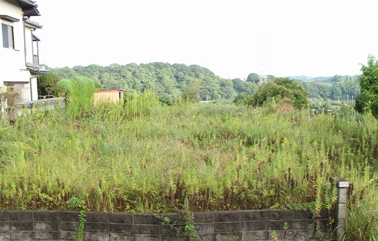 草が生い茂った空き地の写真