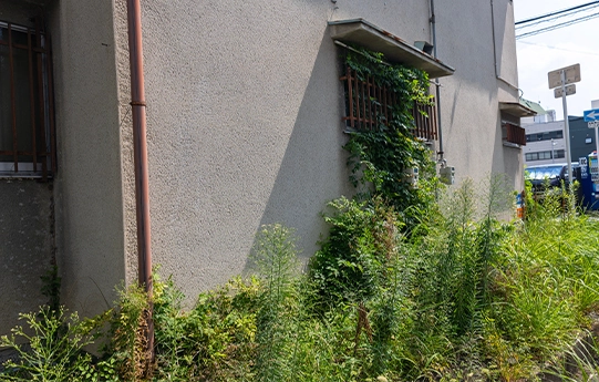 草が家の壁を覆っている様子