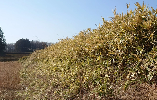 CASE1 那須町黒田原の田んぼ畦道草刈りBefore事例（しのや枯れ草が密集した荒れた草むらの写真）