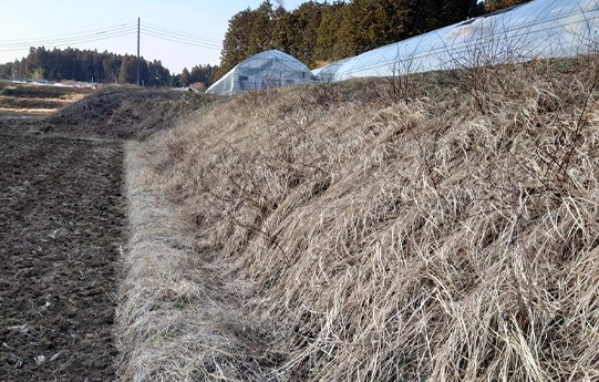 那須町黒田原の田んぼの草刈り事例、作業前