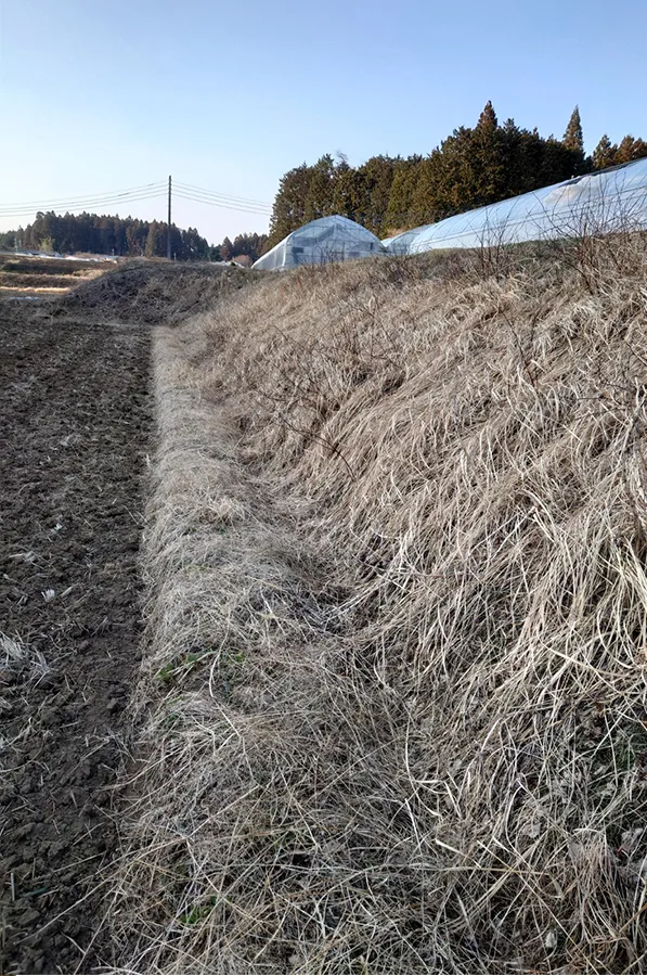 草刈り作業前の画像