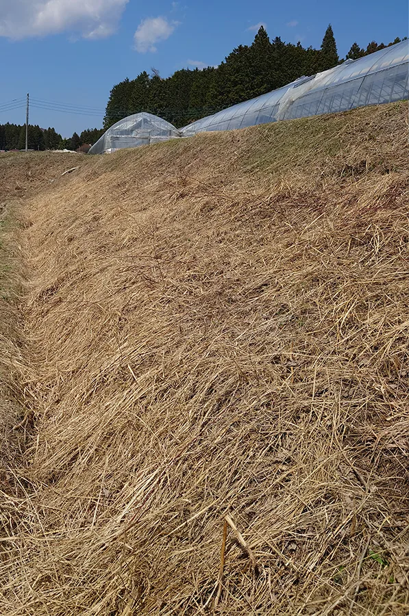 草刈り作業後の画像