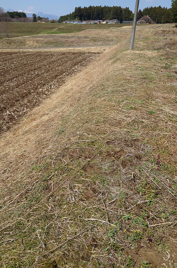 田んぼ回りの草をきれいに刈った後の様子。スッキリしている。