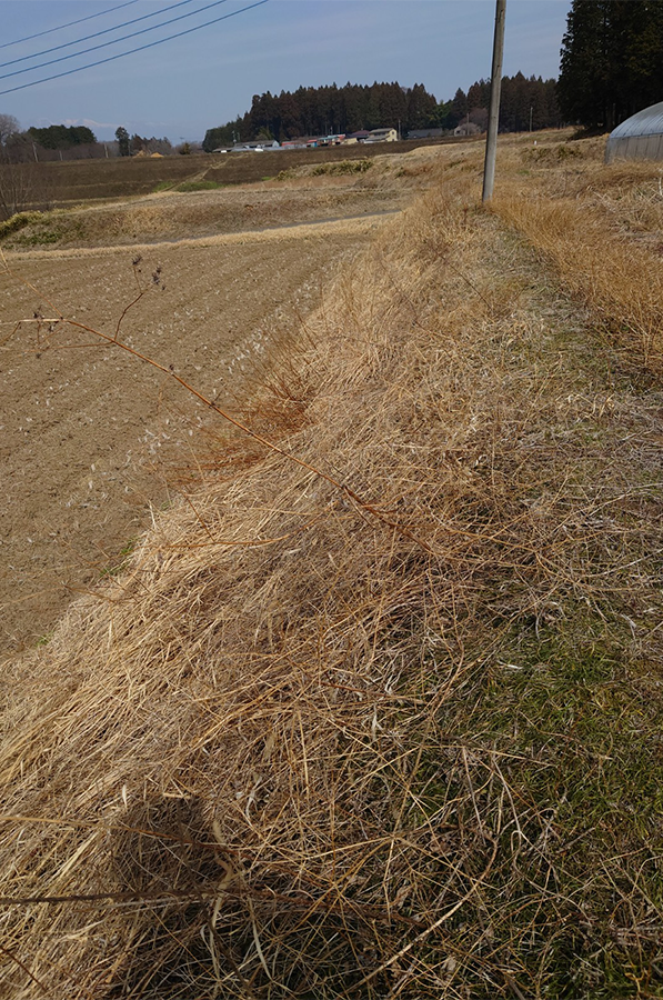 田んぼ回りの枯れ草が生い茂っている様子。