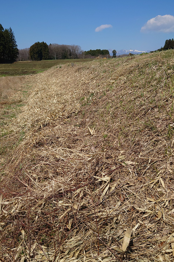 田んぼ回りの笹の草刈り作業後の様子。周囲が見渡せる状態。