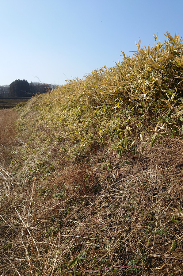 田んぼ回りの笹が伸びて荒れた様子