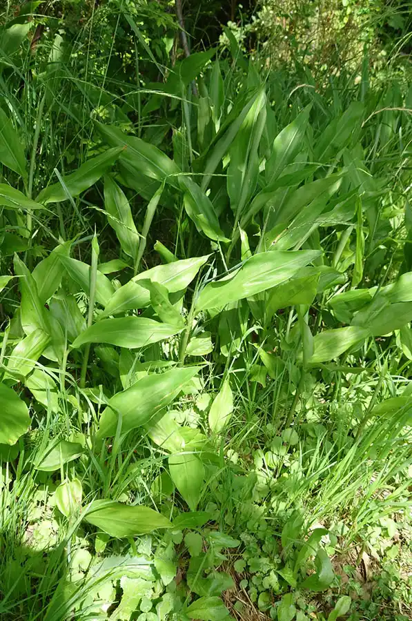 みょうがが大量に生えている様子