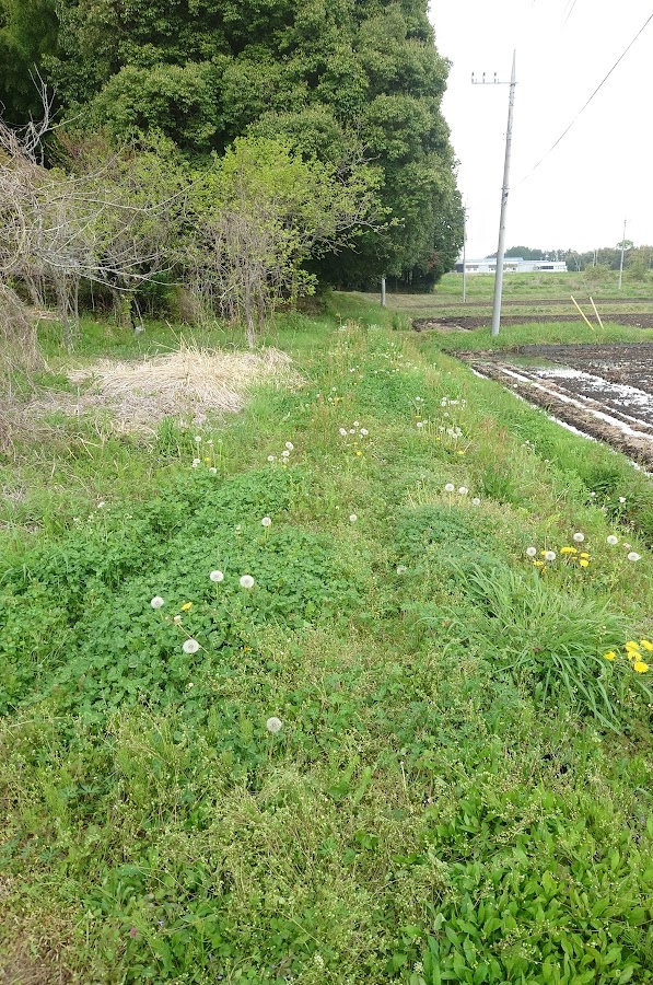 草刈り前の田んぼの畦道