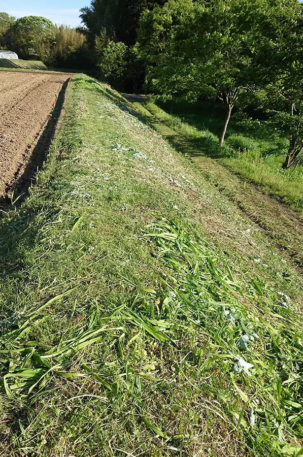 田んぼの土手の草刈り後の画像