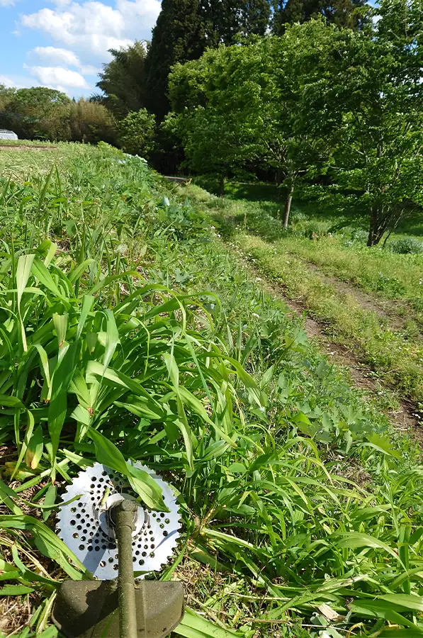 田んぼの土手の草刈り前の画像