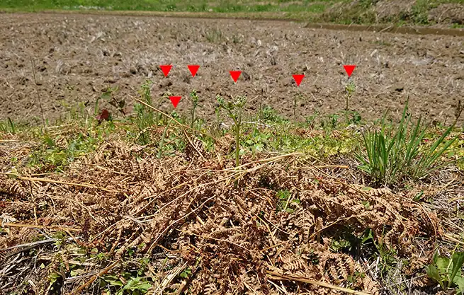 畦道に生える大量のぜんまい