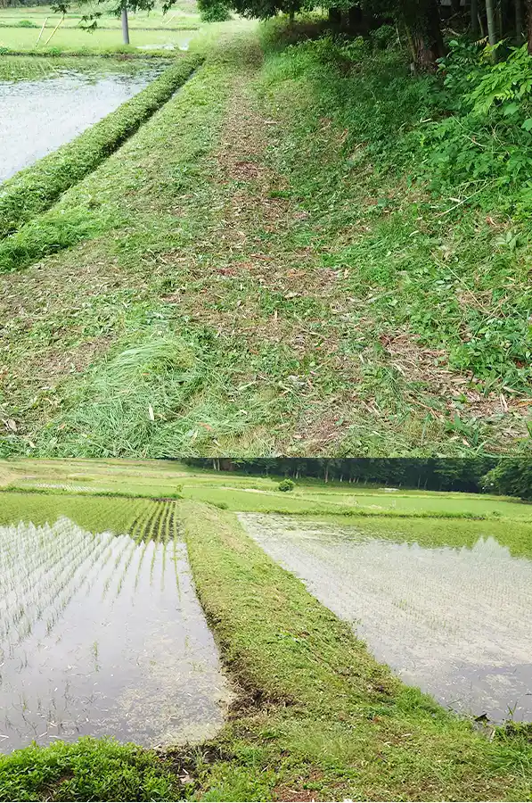 草刈り後の田んぼの畦道