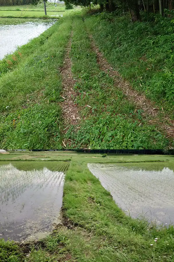 草刈り前の田んぼの畦道