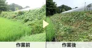 田んぼ脇の土手草刈り前と後の写真