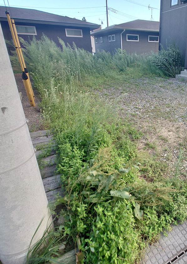 庭に生い茂る雑草
